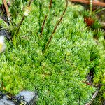 Saxifraga muscoides Anders