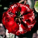 Rhododendron beanianum Blüte