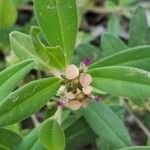 Polygala arenaria 花