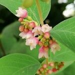 Symphoricarpos albus花