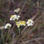 Helichrysum retrorsum Lorea