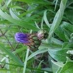 Centaurea acaulis 花