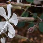 Silene italica Blüte