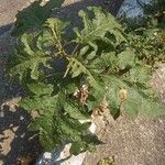 Solanum sisymbriifoliumFolha