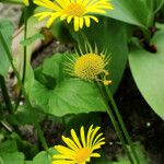 Doronicum orientale Fula