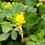 Medicago minima 花