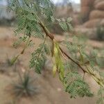 Acacia seyal Plod