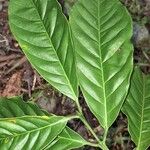 Coffea canephora Blatt