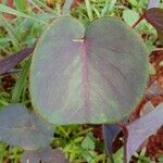 Oxalis cordata