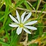 Stellaria graminea Květ