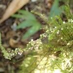 Cleidion macrophyllum फूल