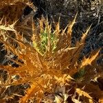 Carthamus arborescens Leaf