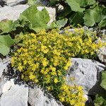Saxifraga aizoides Costuma