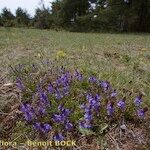 Veronica satureiifolia आदत