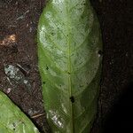 Chassalia bipindensis Blatt