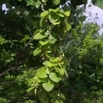 Aristolochia tomentosa عادت