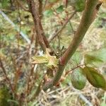 Rosa pendulina Hoja