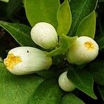 Citrus × microcarpa Kukka
