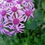 Pericallis murrayi Кветка