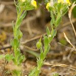 Linaria arenaria Autre