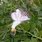 Capparis spinosa Blomma