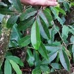Casearia coriacea برگ