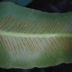 Asplenium africanum Leaf