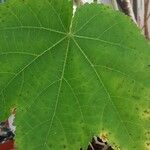 Callianthe picta Folha