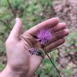 Cirsium altissimumBlomst