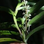 Tridactyle aurantiopunctata 整株植物