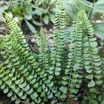 Asplenium adulterinum Frunză