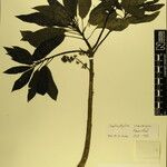 Daphniphyllum himalense Nyingine