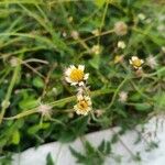 Tridax procumbens Frunză