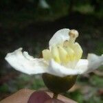 Bellucia pentamera Virág
