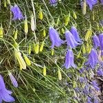 Campanula carnica Flower