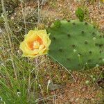 Opuntia macrorhiza Habitus