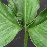 Philodendron tripartitum Ліст