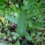 Oenothera parviflora Φύλλο