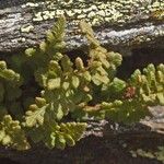 Woodsia alpina Hoja