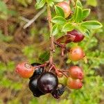 Vaccinium myrsinites Fruit