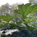 Gunnera tinctoria Blad