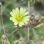 Lactuca serriolaFlor