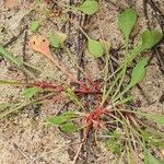 Rumex bucephalophorus Leht