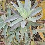 Salvia apiana Leaf