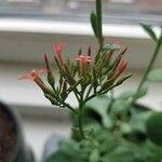 Kalanchoe rotundifolia Цвят