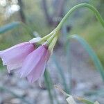 Allium narcissiflorum Blüte
