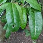 Pereskia aculeata Leaf