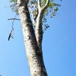 Oroxylum indicum Bark