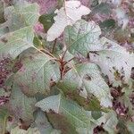 Hydrangea quercifoliaLeaf