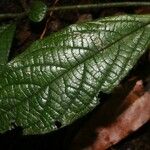 Cordia nodosa Blatt